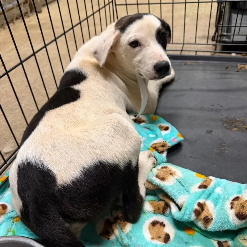 A young small-sized male White / Cream Australian Cattle Dog / Blue Heeler dog named Chase for adoption in Opelika, AL