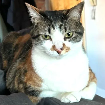 An adult large-sized female Domestic Short Hair cat named Basil for adoption in Washington, DC