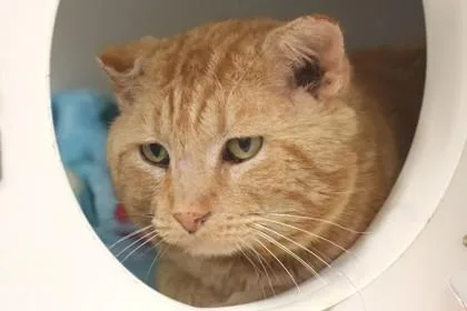 Colby Jack thumbnail 2