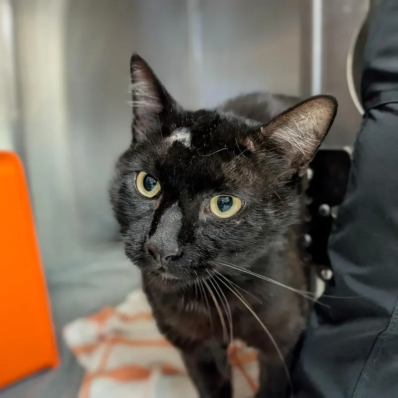 An adult large-sized male Black Domestic Short Hair cat named Gomez for adoption in Houston, TX