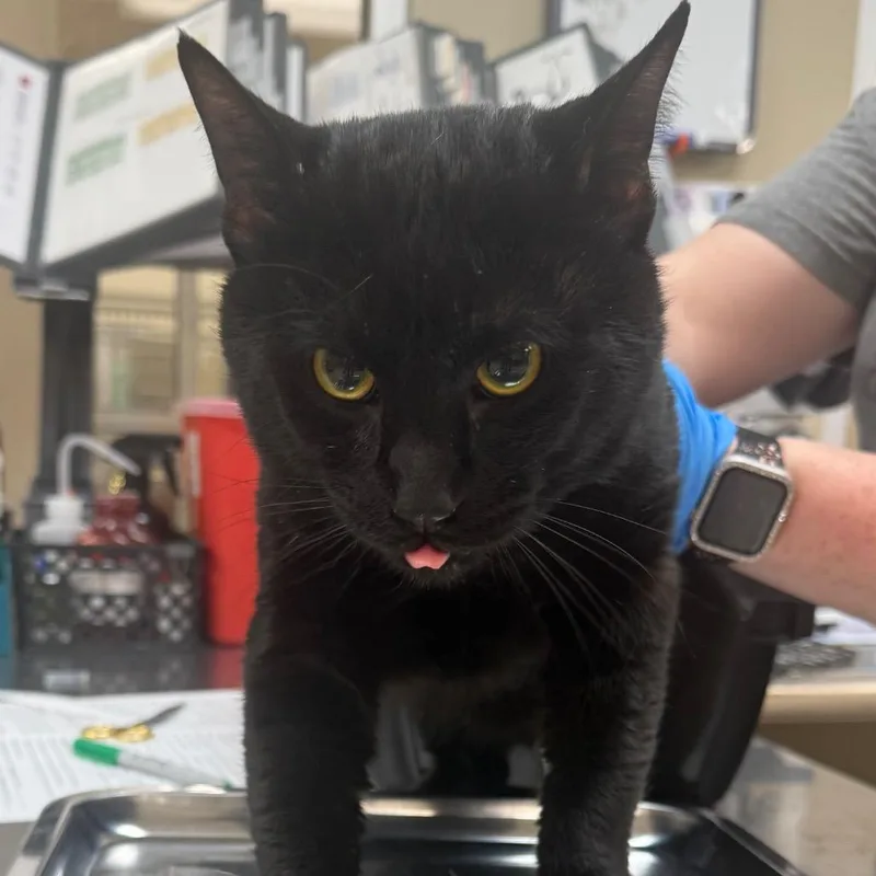 An adult large-sized male Black Domestic Short Hair cat named Louis for adoption in Birmingham, AL