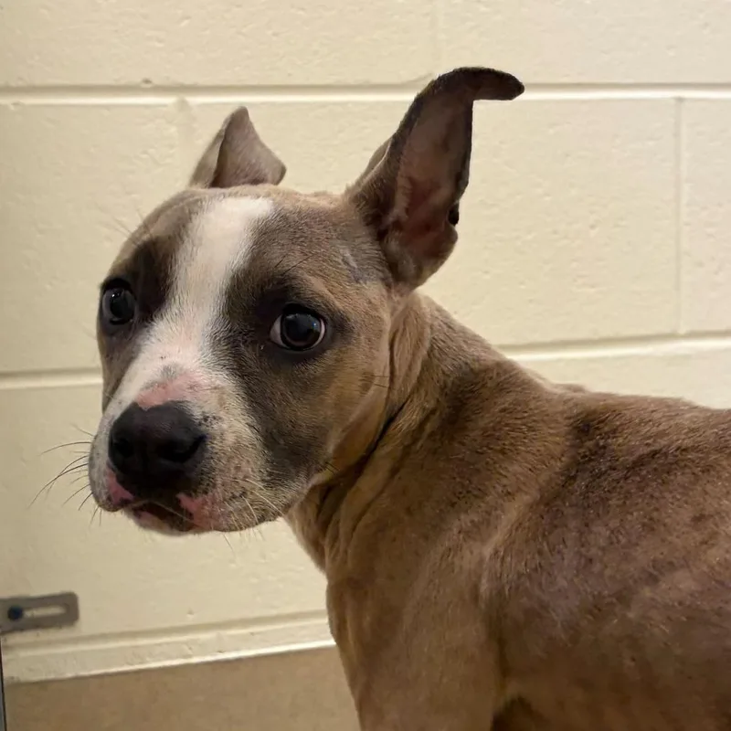 A baby small-sized female Brown / Chocolate Mixed Breed dog named Heath Bar for adoption in Asheville, NC