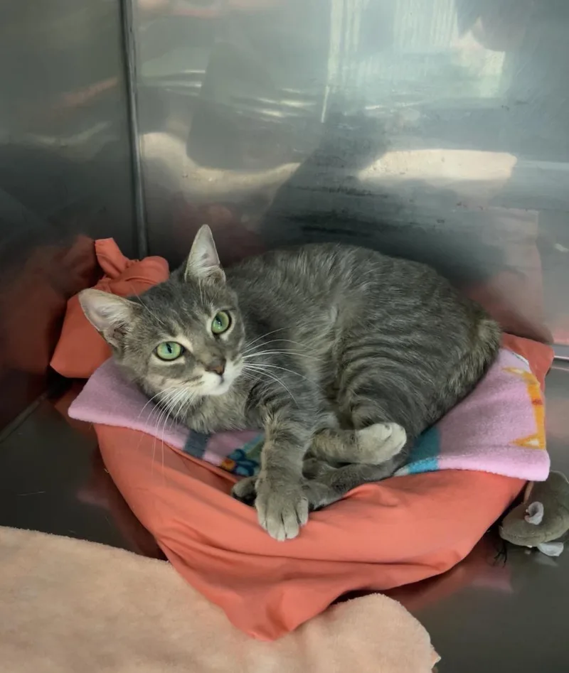 A young medium-sized female Gray / Blue / Silver Domestic Short Hair cat named Sienna for adoption in Montville, NJ