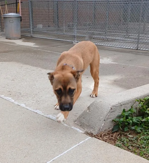 A baby large-sized male German Shepherd Dog named Chase for adoption in Sioux City, IA