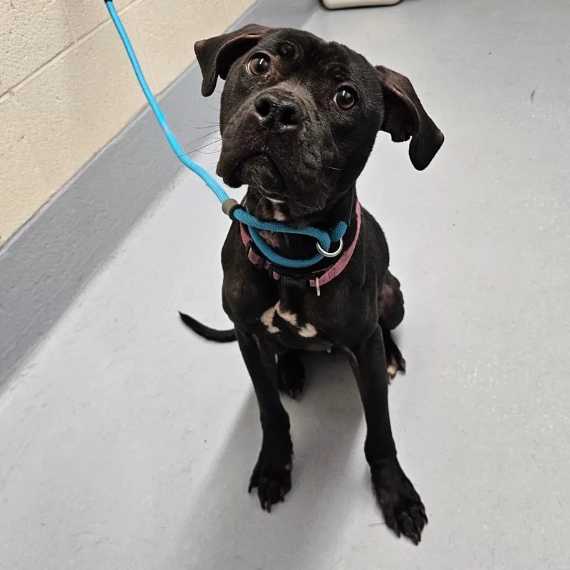 Jellybean thumbnail 3