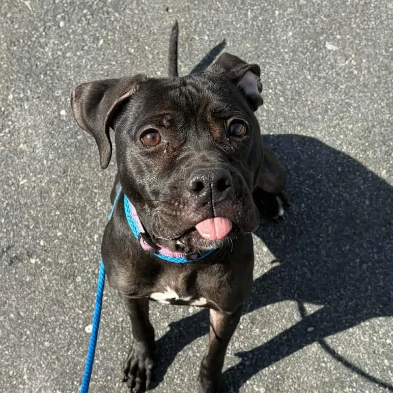 Jellybean thumbnail 4