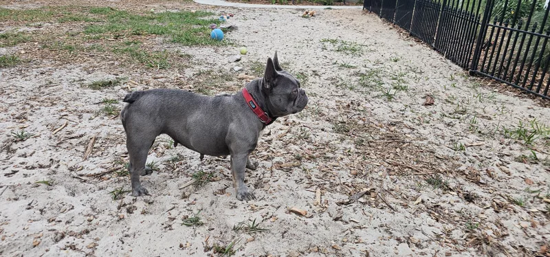 A young small-sized female Gray / Blue / Silver French Bulldog dog named Miss Frenchy for adoption in Weeki Wachee, FL