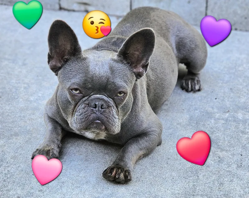 Miss Frenchy thumbnail 4