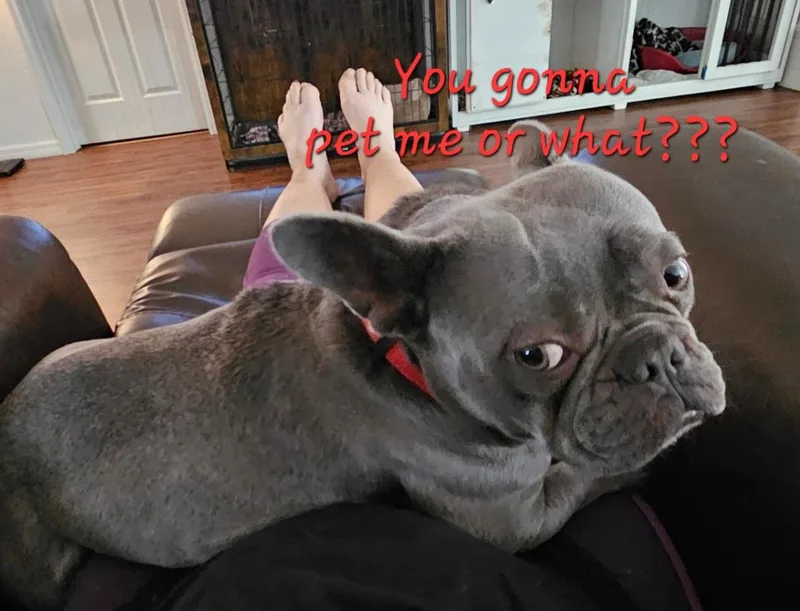 Miss Frenchy thumbnail 5