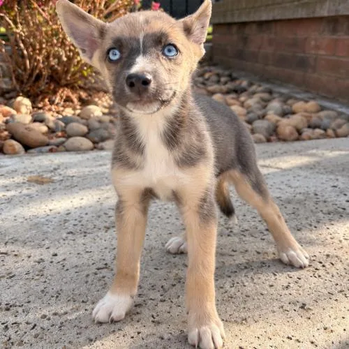 A baby small-sized female Yellow / Tan / Blond / Fawn Mixed Breed dog named Chica for adoption in Lathrop, CA