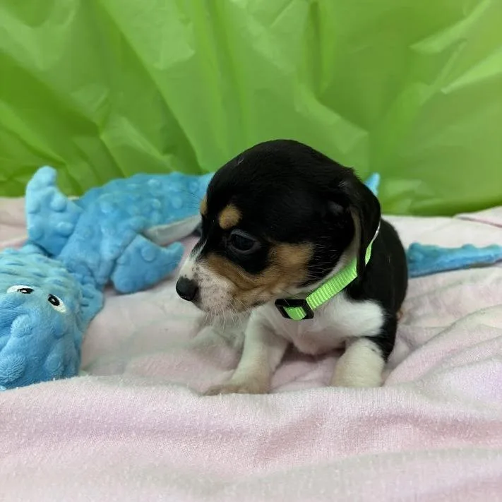 A baby small-sized female White / Cream Beagle dog named Lemon Lime for adoption in North Charleston, SC