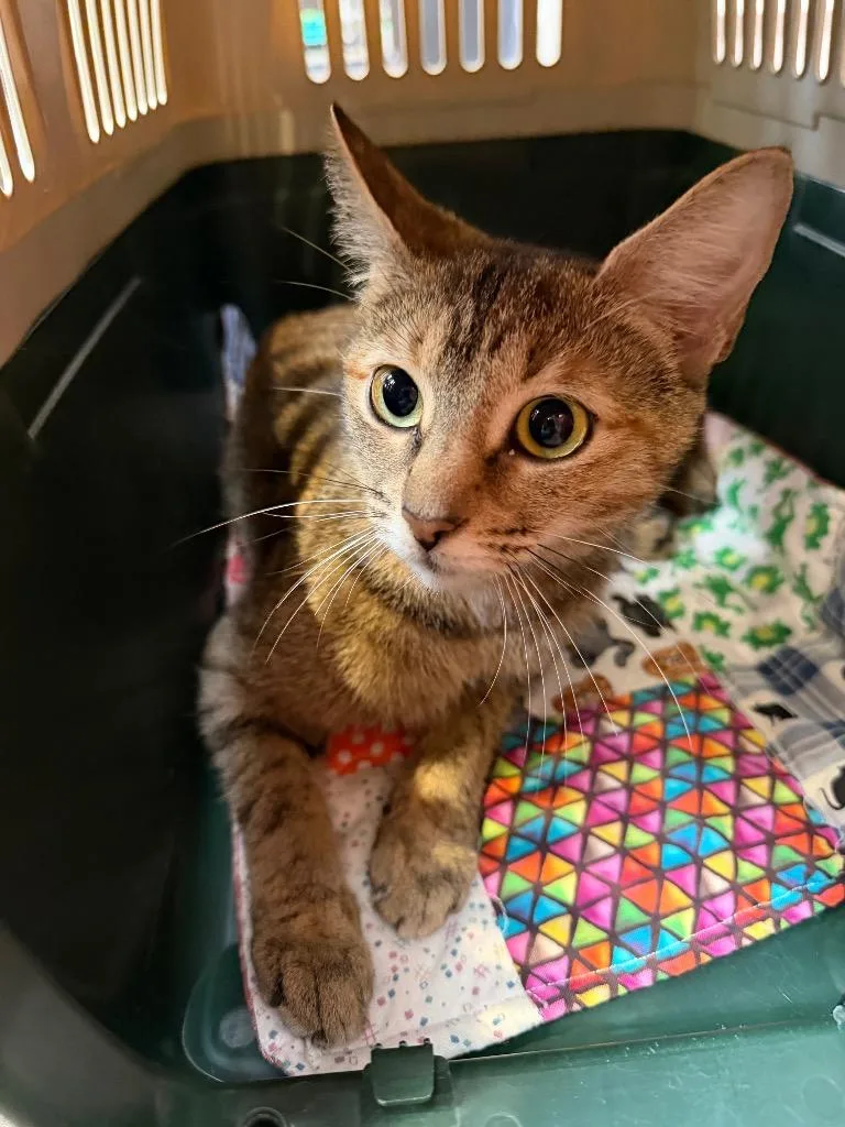 A young medium-sized female Domestic Short Hair cat named Shell for adoption in Cincinnati, OH