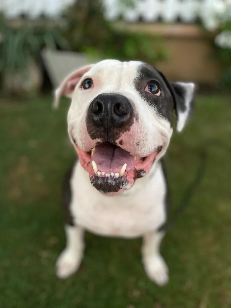 An adult large-sized male Tricolor (Brown, Black, & White) Pit Bull Terrier dog named Cooper for adoption in Canyon Country, CA