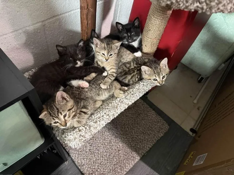 Prince Constantine thumbnail 2