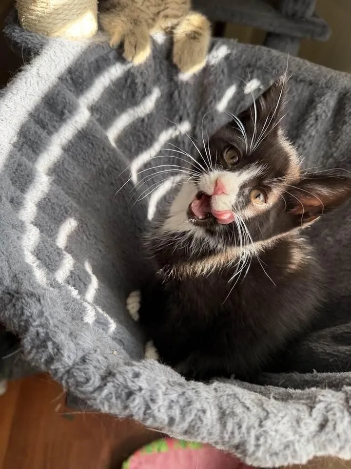 Prince Constantine thumbnail 6