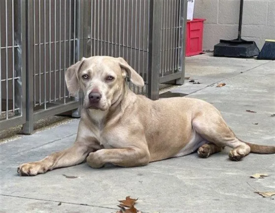 A young large-sized female Labrador Retriever dog named Selena for adoption in Clyde, NC