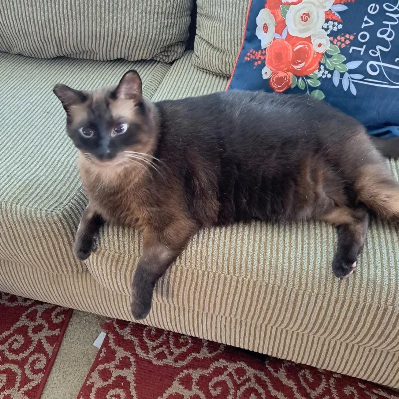 Coco