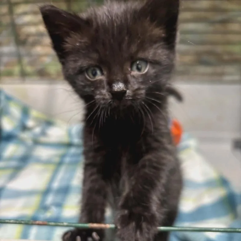 A baby small-sized male Black Domestic Medium Hair cat named Enzo for adoption in Charlottesville, VA