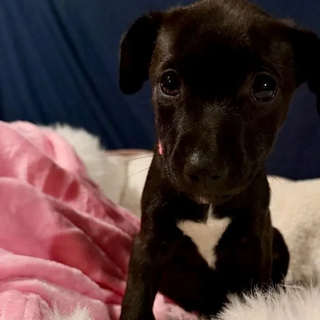 A baby medium-sized female Black Labrador Retriever dog named Chickadee for adoption in Normal, IL