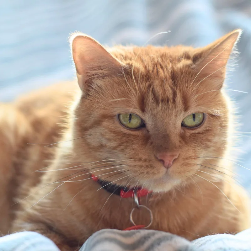 An adult medium-sized female Orange / Red Domestic Short Hair cat named Bartola Blake for adoption in Brooklyn, NY