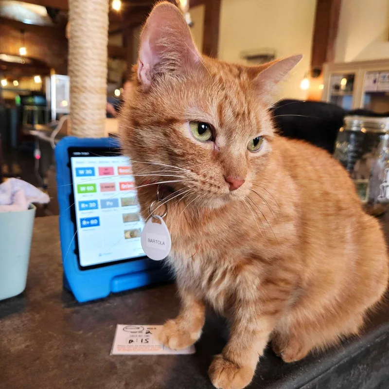 Bartola Blake thumbnail 2