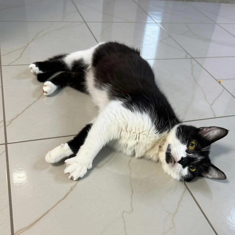 An adult medium-sized female Black Domestic Medium Hair cat named Cleo for adoption in Jefferson city, TN