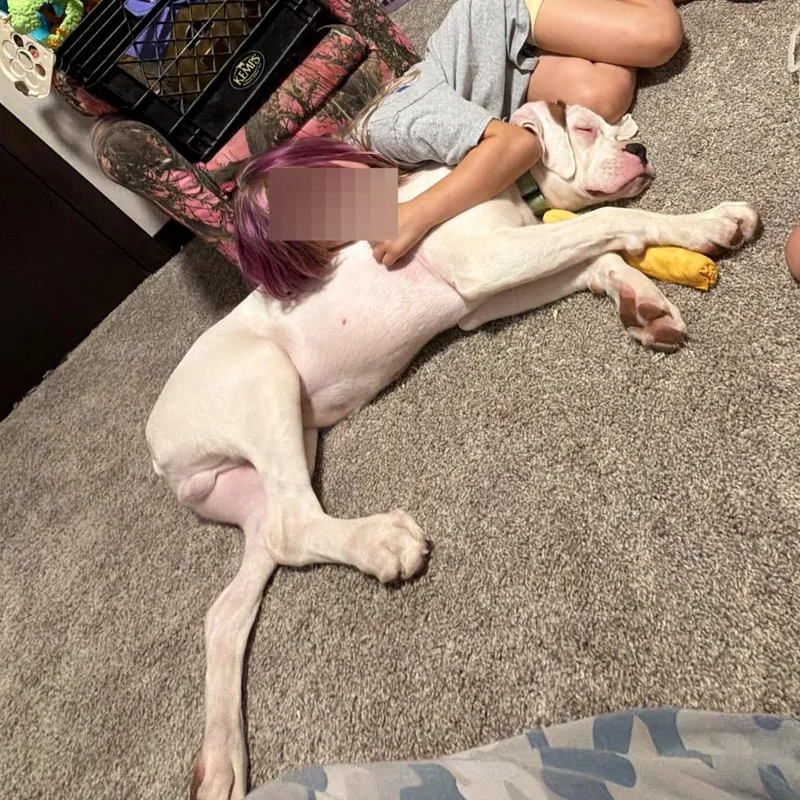 A baby medium-sized male White / Cream Boxer dog named Manny for adoption in Buffalo, MN
