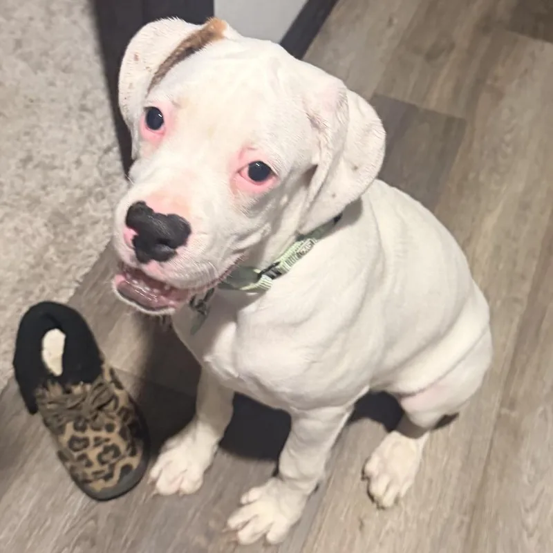 Manny thumbnail 6