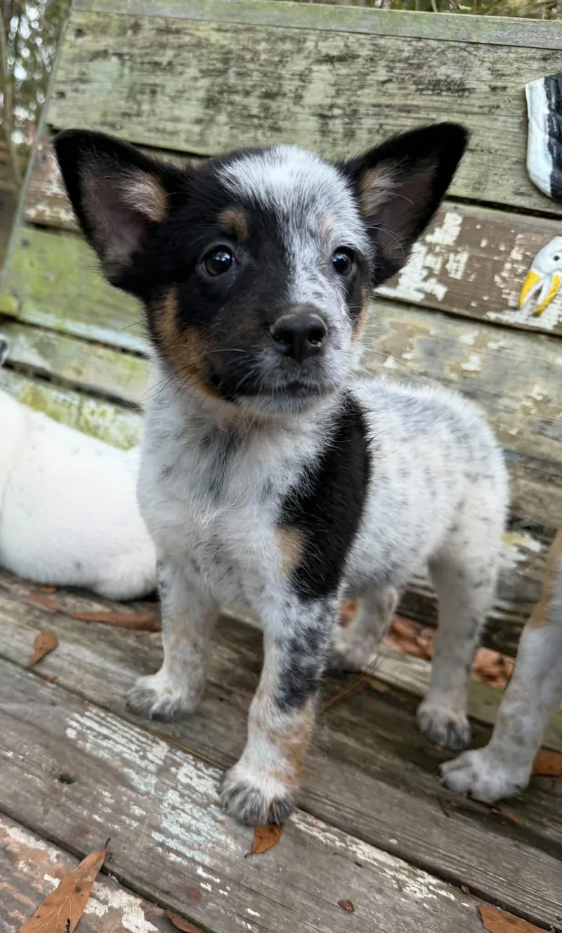 A baby medium-sized male Merle (Blue) Australian Cattle Dog / Blue Heeler dog named Angus for adoption in Semmes, AL