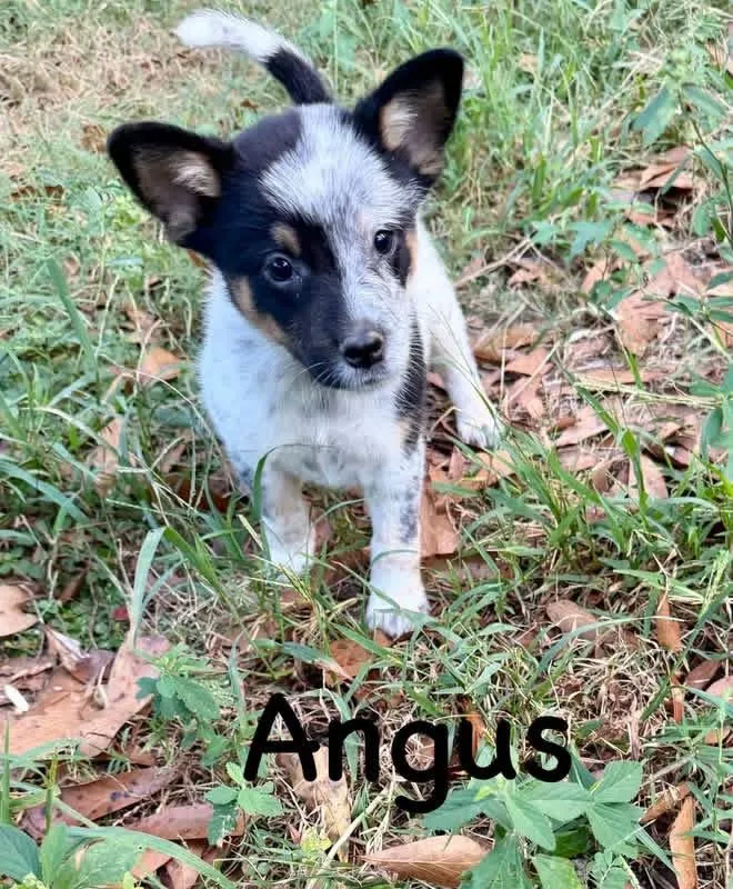 Angus thumbnail 3
