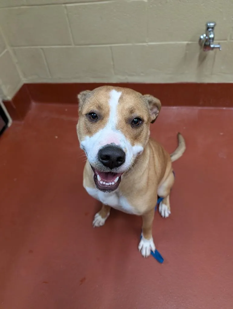 A young medium-sized female Mixed Breed dog named Cookie “sadie” for adoption in Douglasville, GA