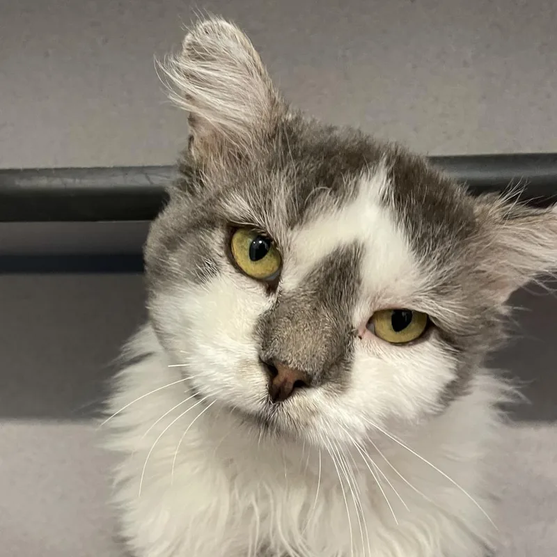 A senior large-sized male White Domestic Long Hair cat named Marvel for adoption in Sheridan, WY