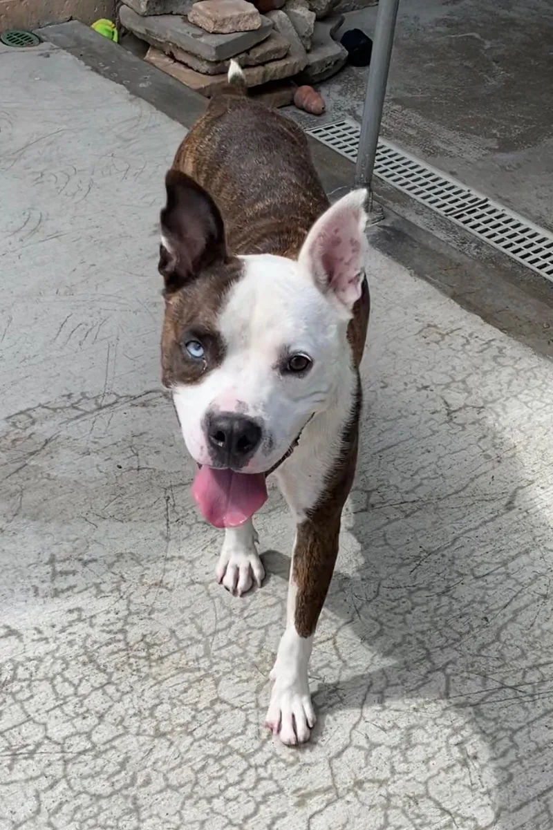A young medium-sized female American Staffordshire Terrier dog named Lonnie for adoption in Newport Beach, CA