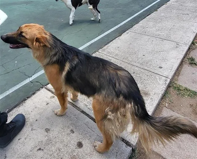 A young large-sized male German Shepherd Dog dog named Johnson for adoption in San Antonio, TX