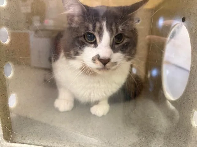 A young medium-sized male Domestic Long Hair cat named Fluffy for adoption in Kent, WA