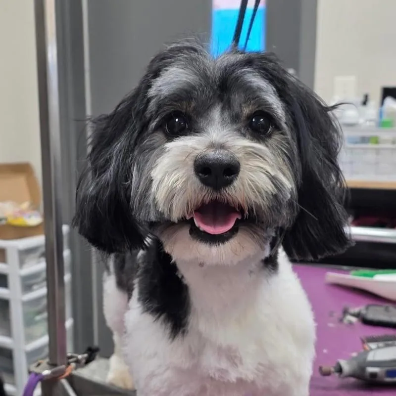 A young small-sized female Havanese dog named Hannah for adoption in Barrington, IL