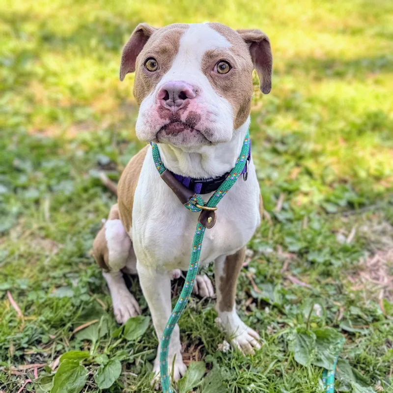 A young large-sized male Pit Bull Terrier dog named Belden for adoption in Oakland, CA