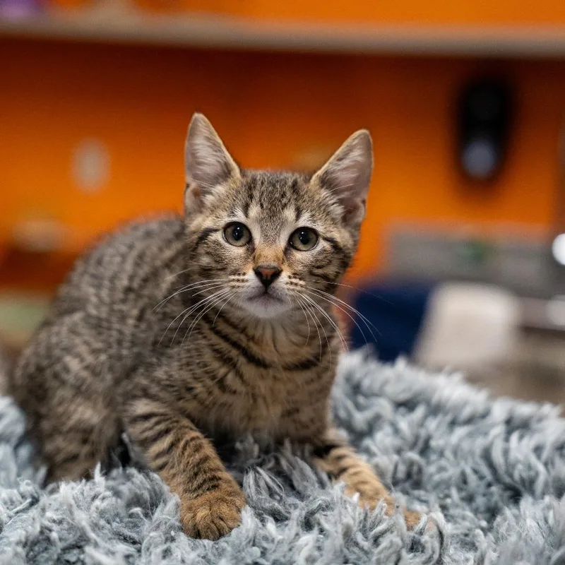 A baby small-sized male Brown / Chocolate Domestic Short Hair cat named June Bug for adoption in Gainesville, GA