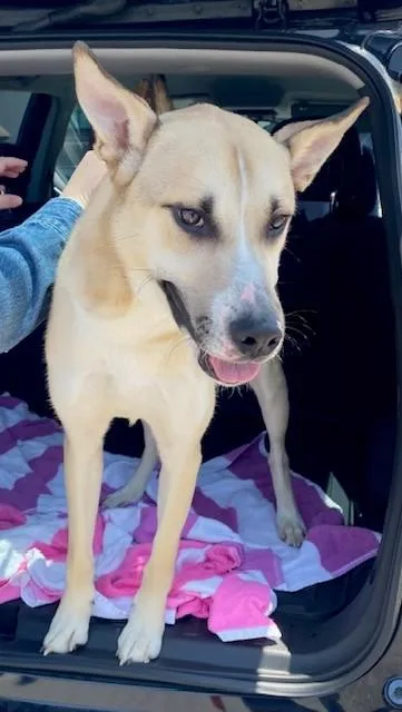 An adult large-sized male German Shepherd Dog dog named Unknown for adoption in Rancho Cucamonga, CA