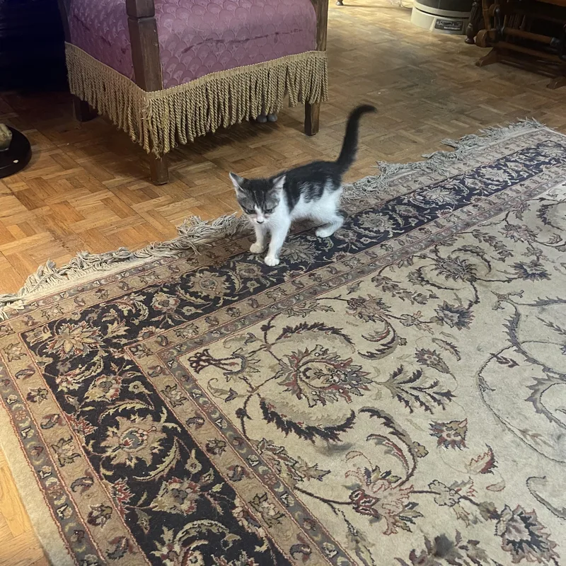 A baby medium-sized female Tabby (Gray / Blue / Silver) American Shorthair cat named Ziggy for adoption in Chattanooga, TN