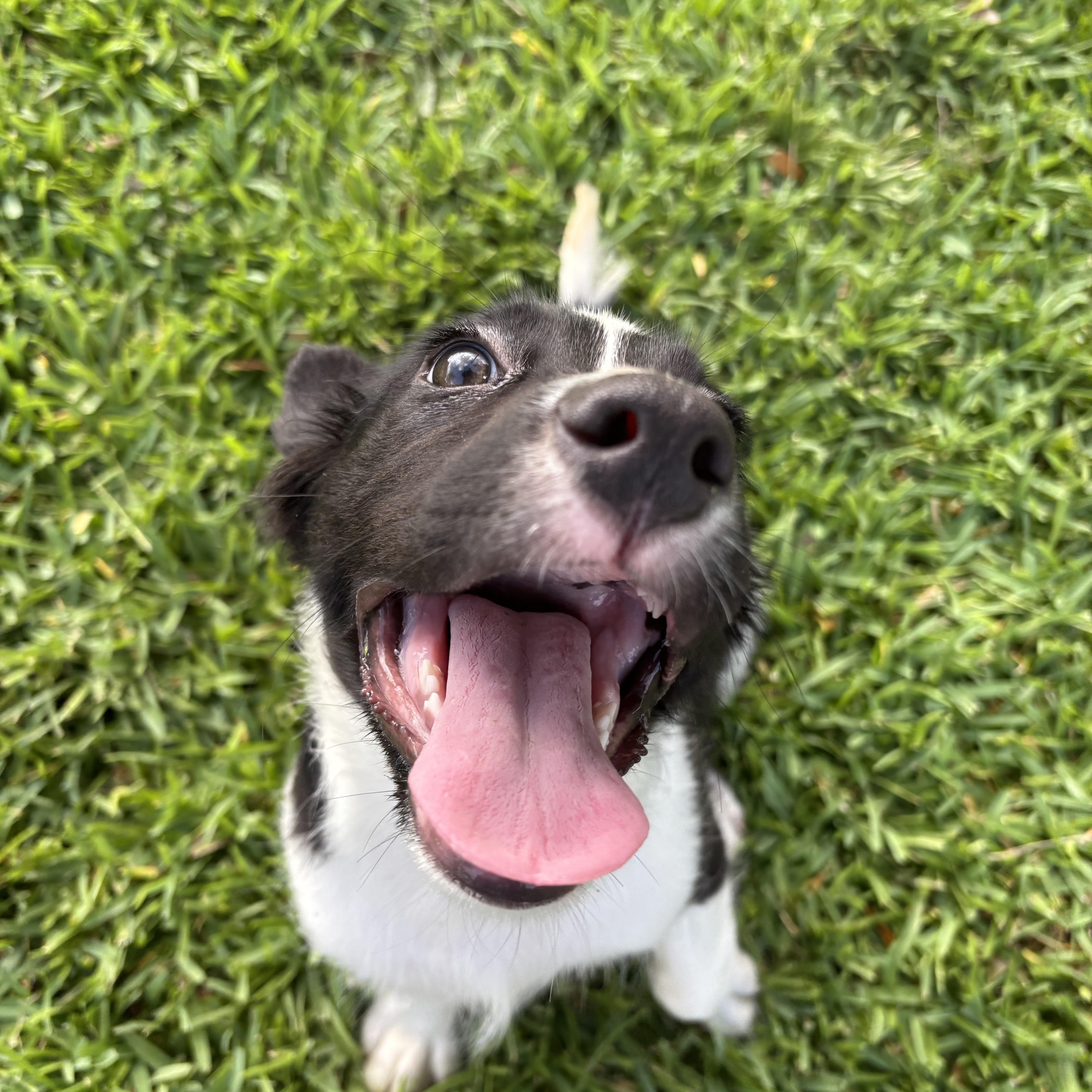 A baby medium-sized female Harlequin Mixed Breed dog named Buttercup for adoption in Pearland, TX