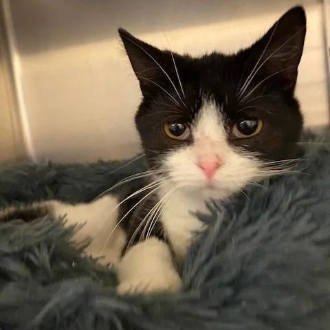 A baby small-sized female Black Domestic Short Hair cat named Kurig for adoption in Dayton, OH