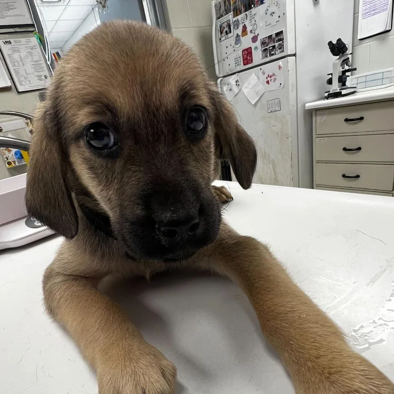A baby medium-sized female Brown / Chocolate Bloodhound dog named Nasa for adoption in Evansville, IN