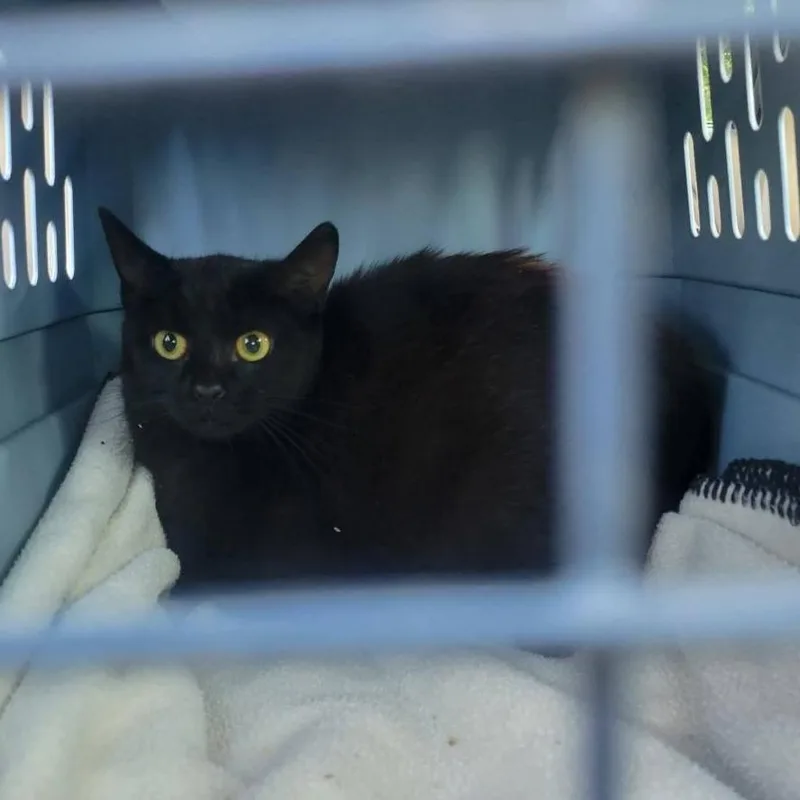 A young medium-sized female Black Domestic Short Hair cat named Scarlet for adoption in Rocky Mount, VA