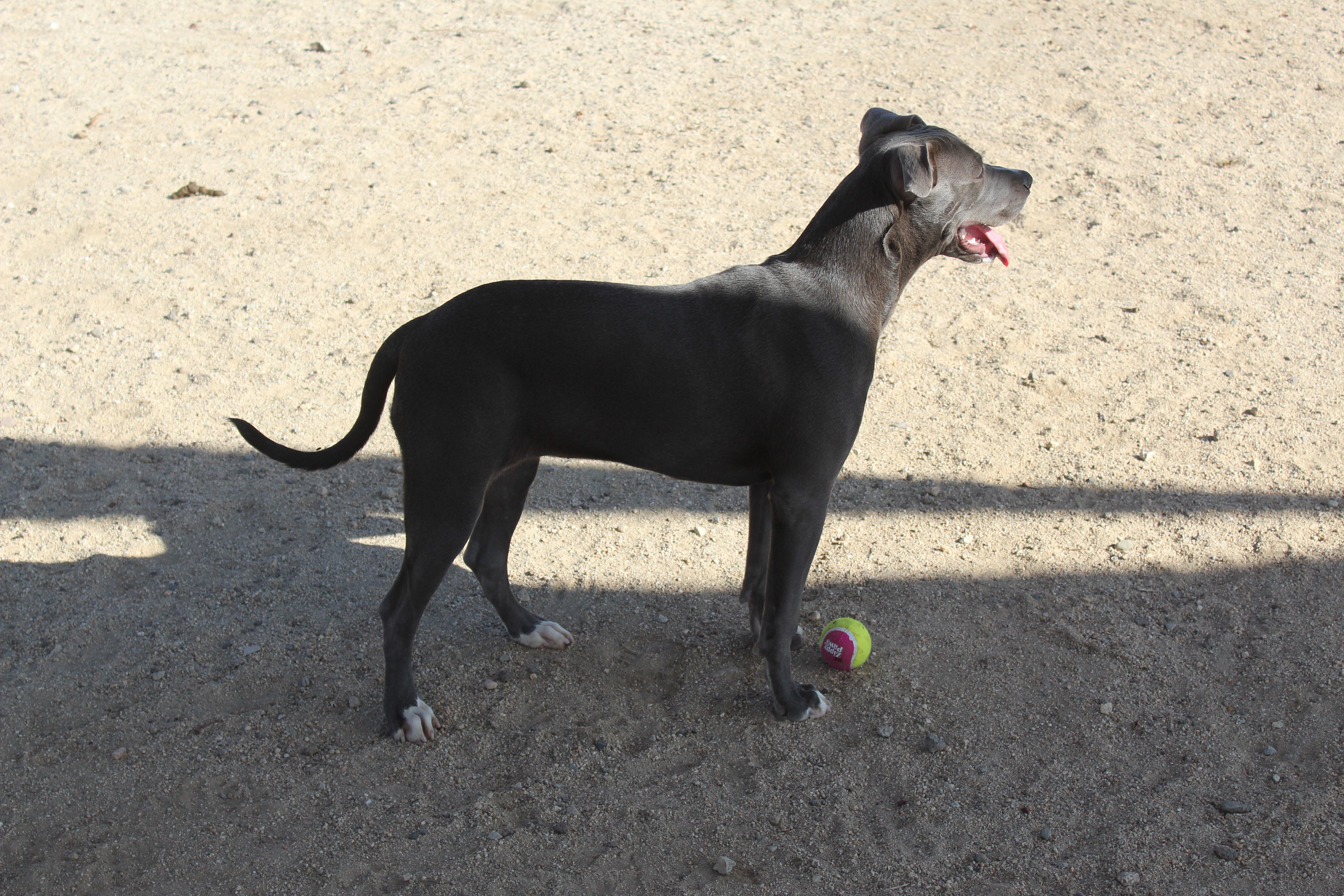 Pebbles thumbnail 2