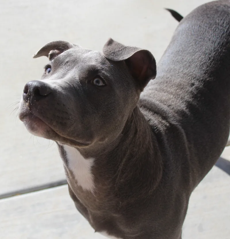 Pebbles thumbnail 3