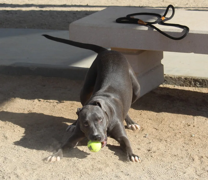 Pebbles thumbnail 6