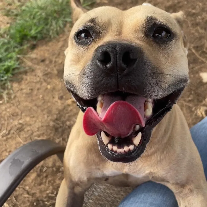 An adult medium-sized female Yellow / Tan / Blond / Fawn Pit Bull Terrier dog named Sophia Loren for adoption in Justin, TX