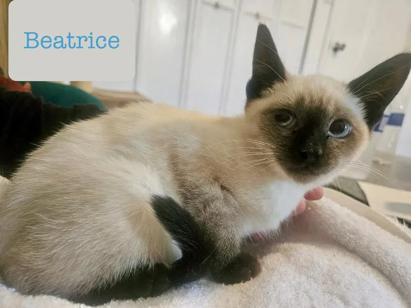 A young small-sized female Domestic Short Hair cat named Beatrice for adoption in Chalfont, PA