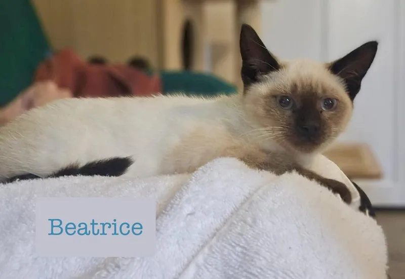 Beatrice thumbnail 3